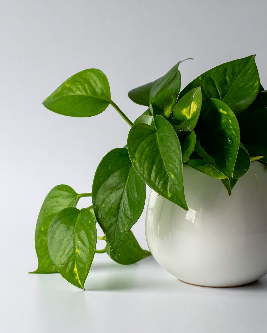 Pothos (Epipremnum aureum)