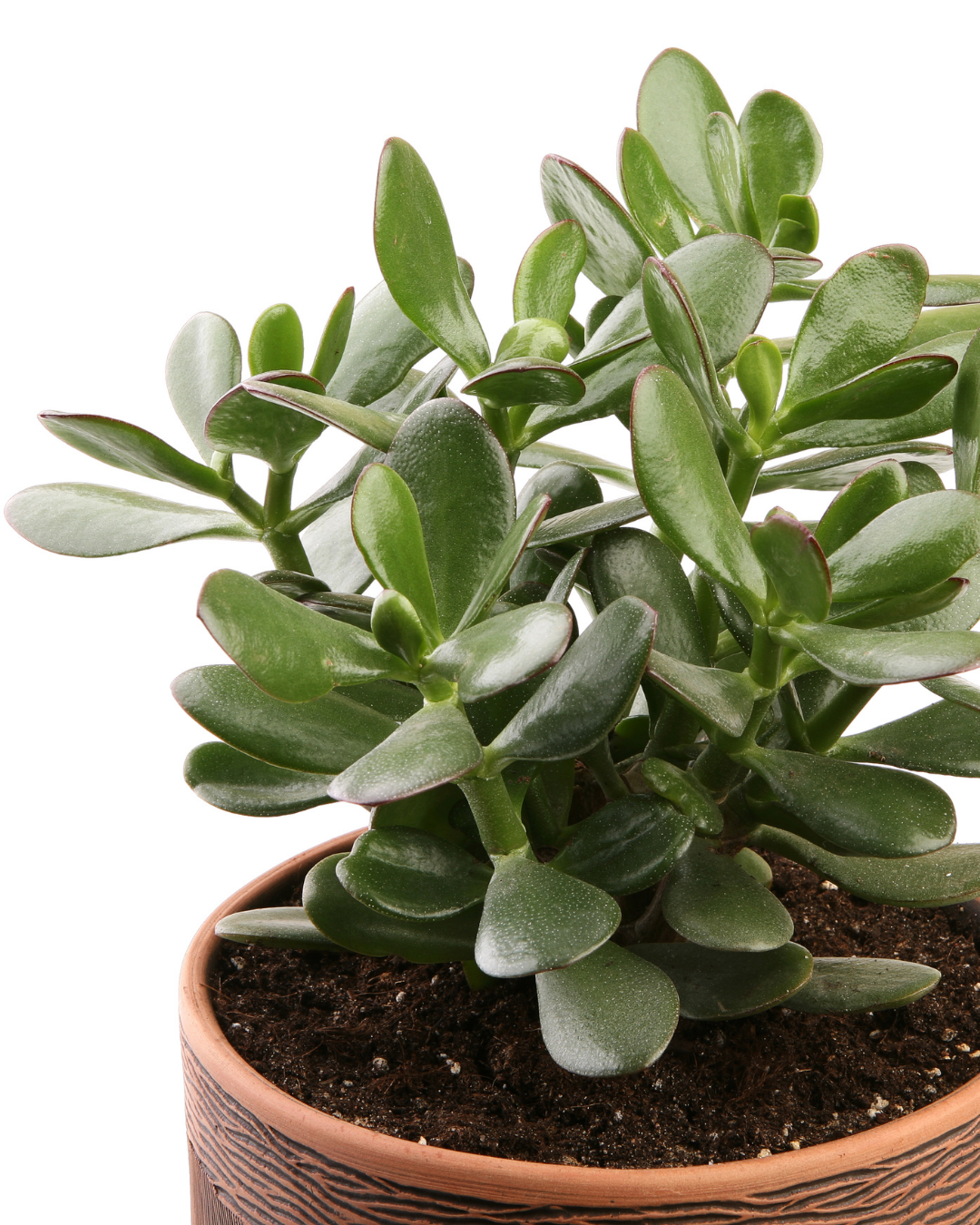 Crassula Ovata (Arbre de Jade)