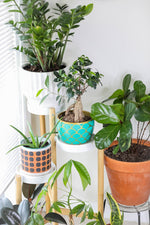 Plantes