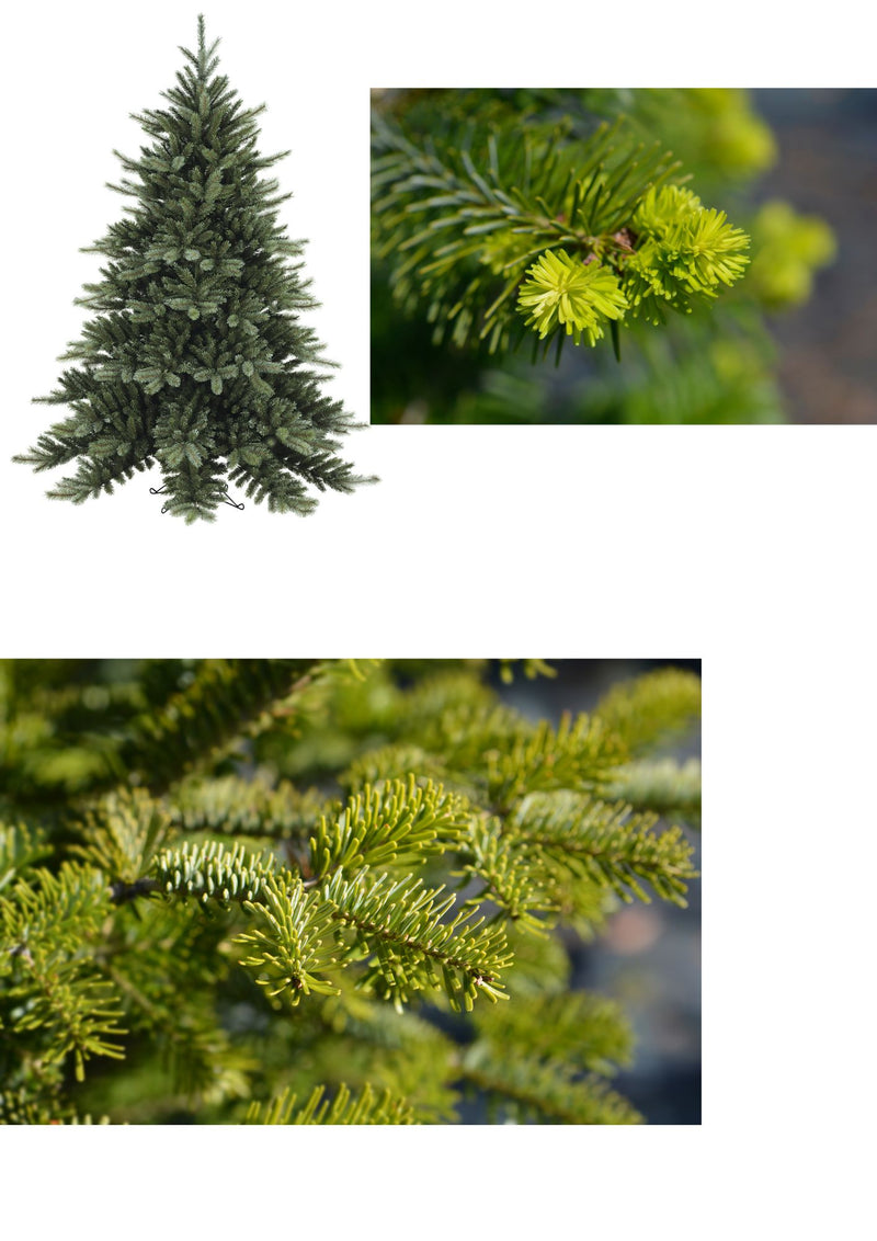 Sapin Nordmann Hauts de France avec bûche