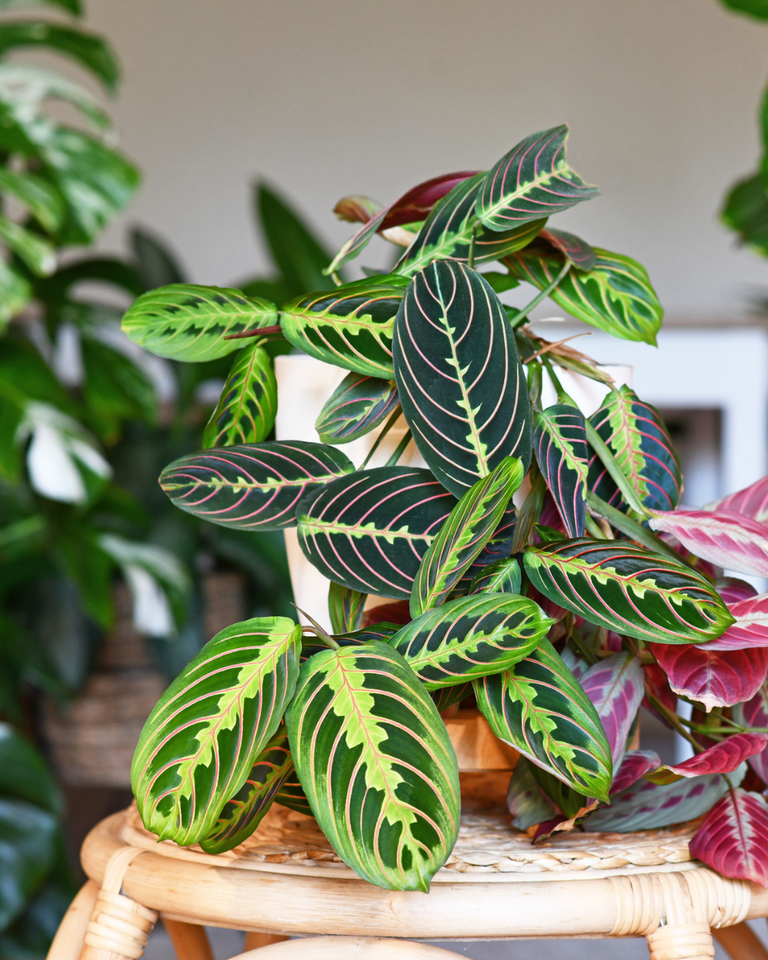Maranta (Plante qui prie)