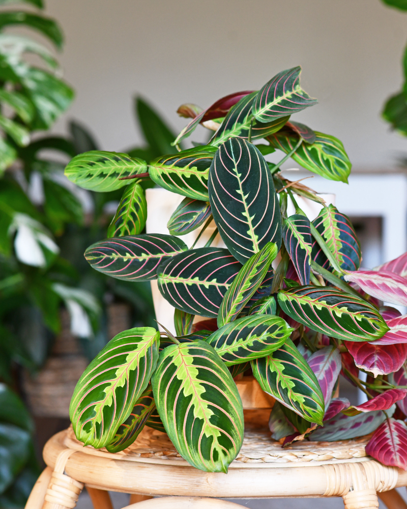 Maranta (Plante qui prie)