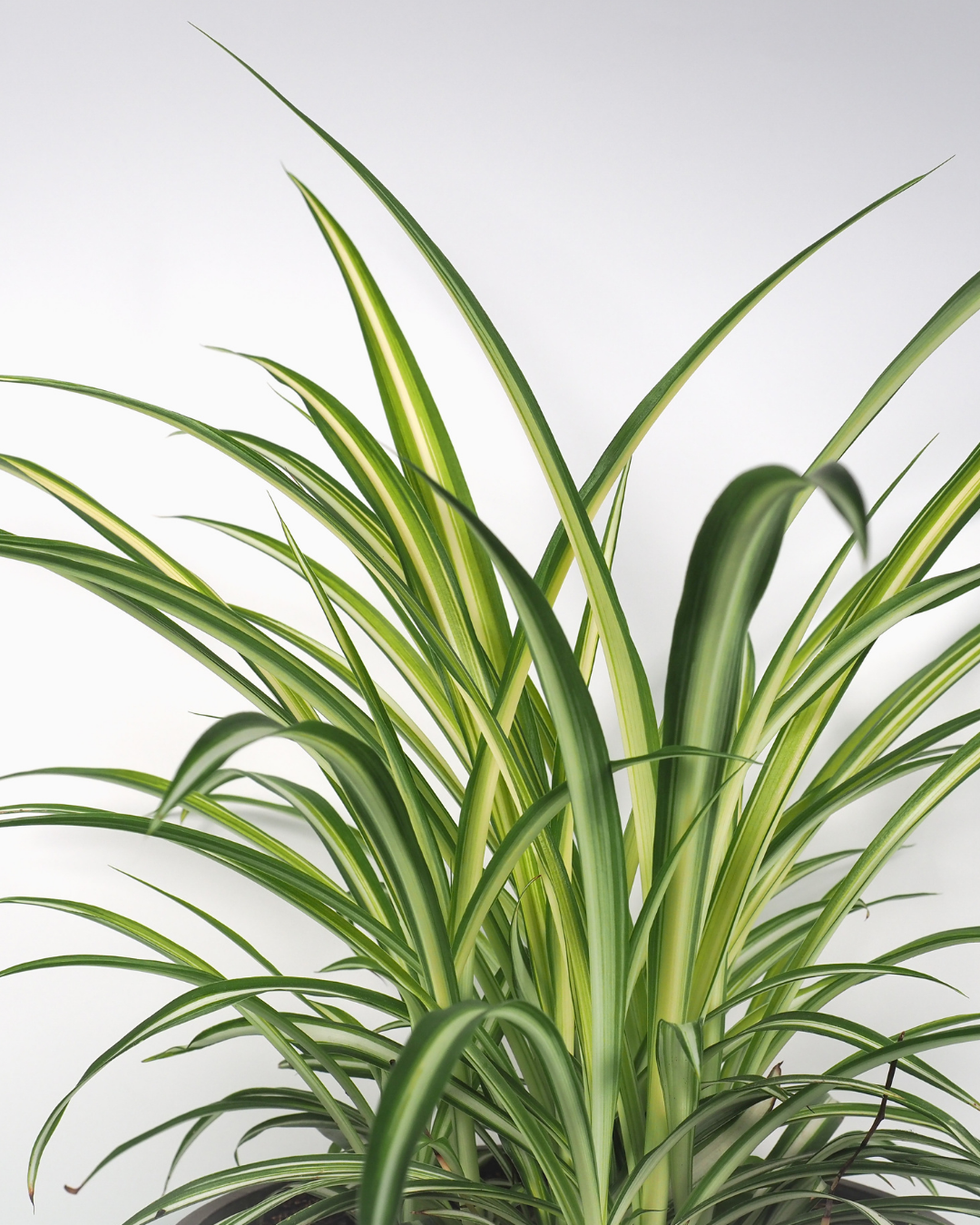 Chlorophytum (Plante Araignée)