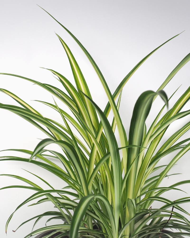 Chlorophytum (Plante Araignée)