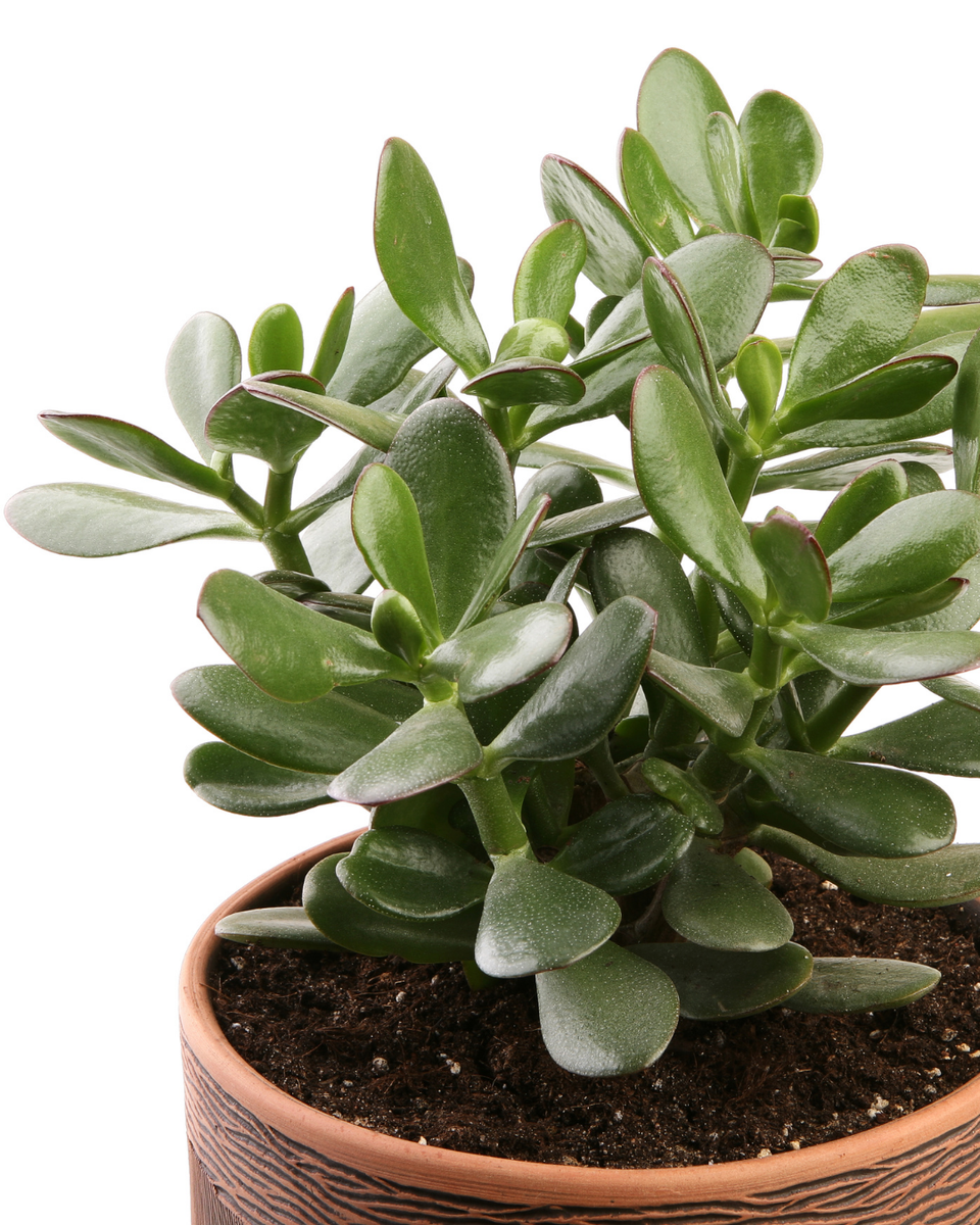 Crassula Ovata (Arbre de Jade)