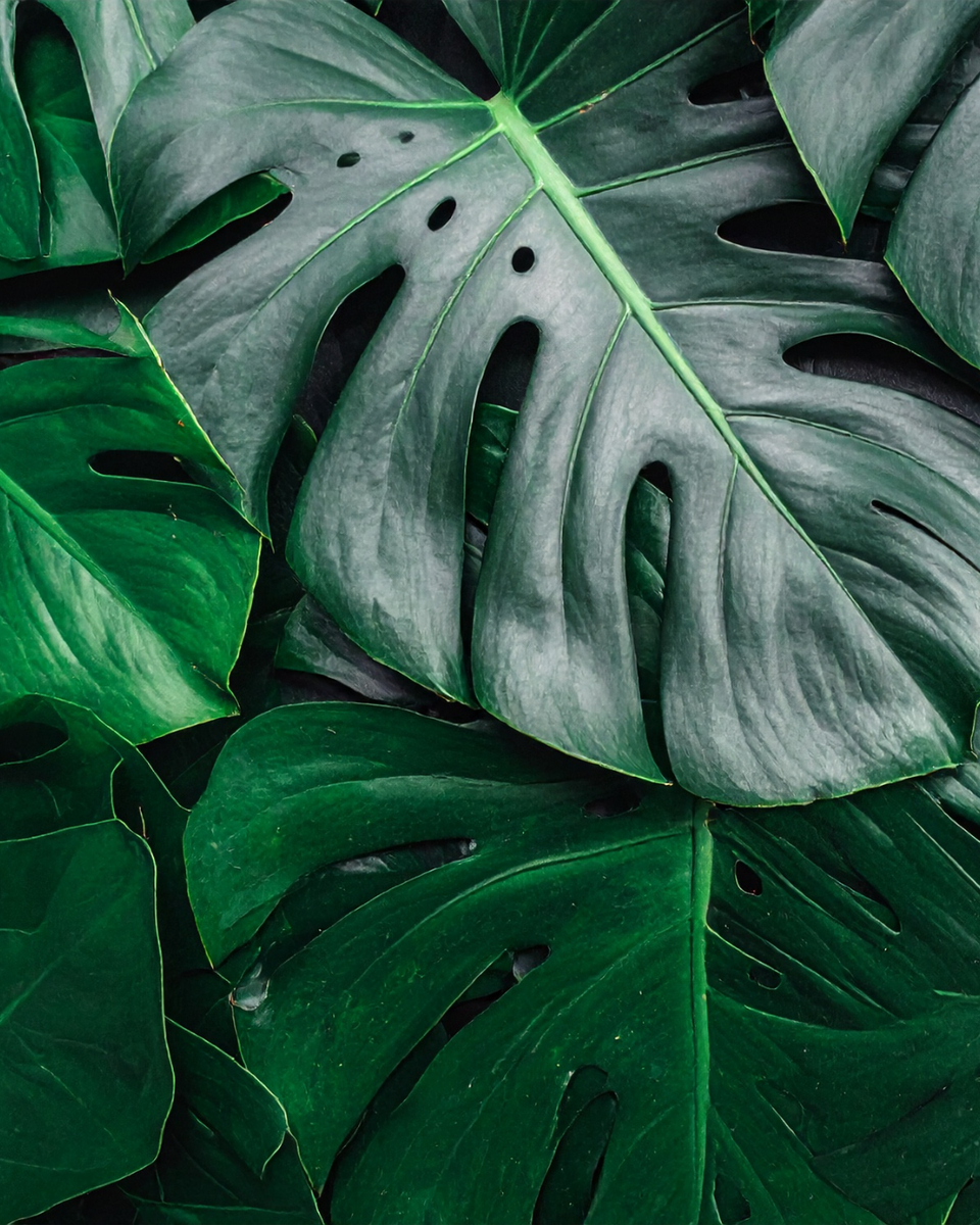 Monstera Deliciosa