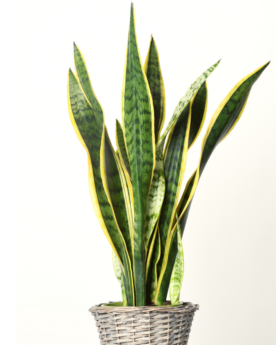 Sansevieria (Langue de belle-mère)