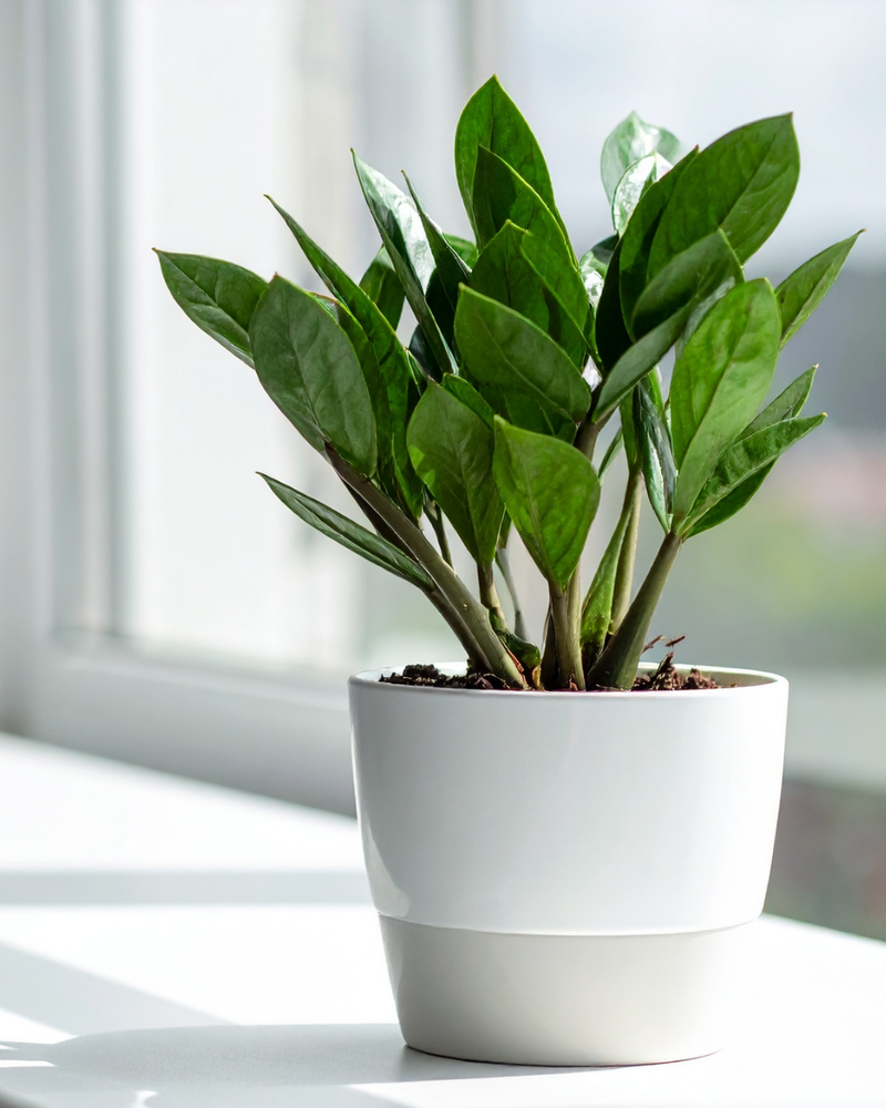 Zamioculcas (ZZ Plant)