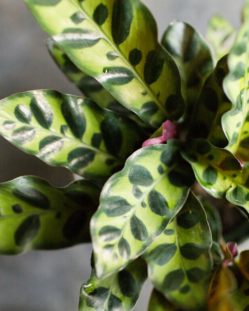 Calathea Lanciflora