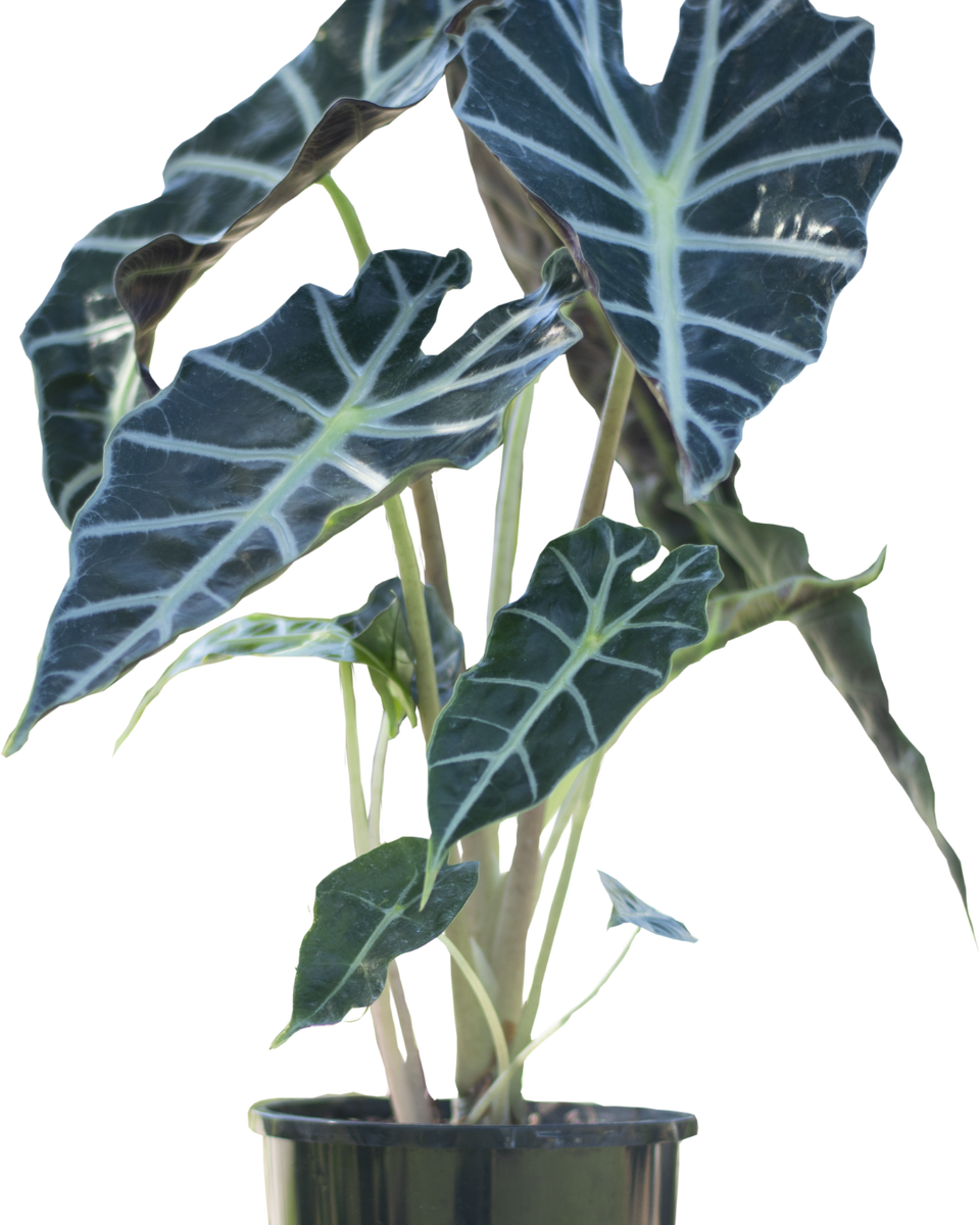 Alocasia Amazonica