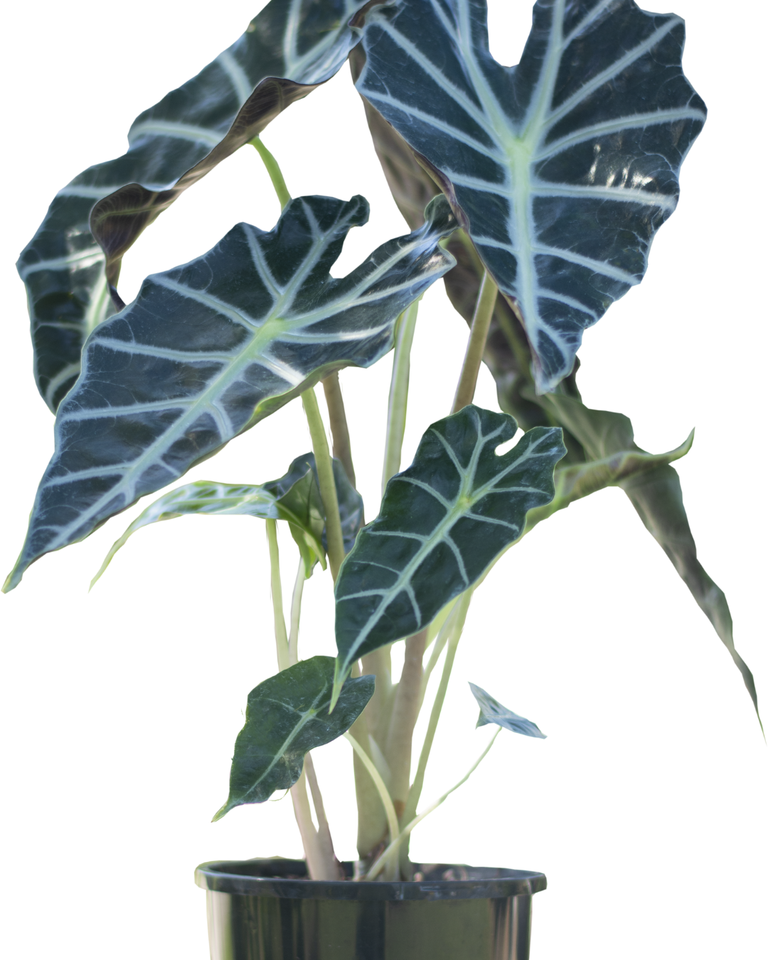 Alocasia Amazonica