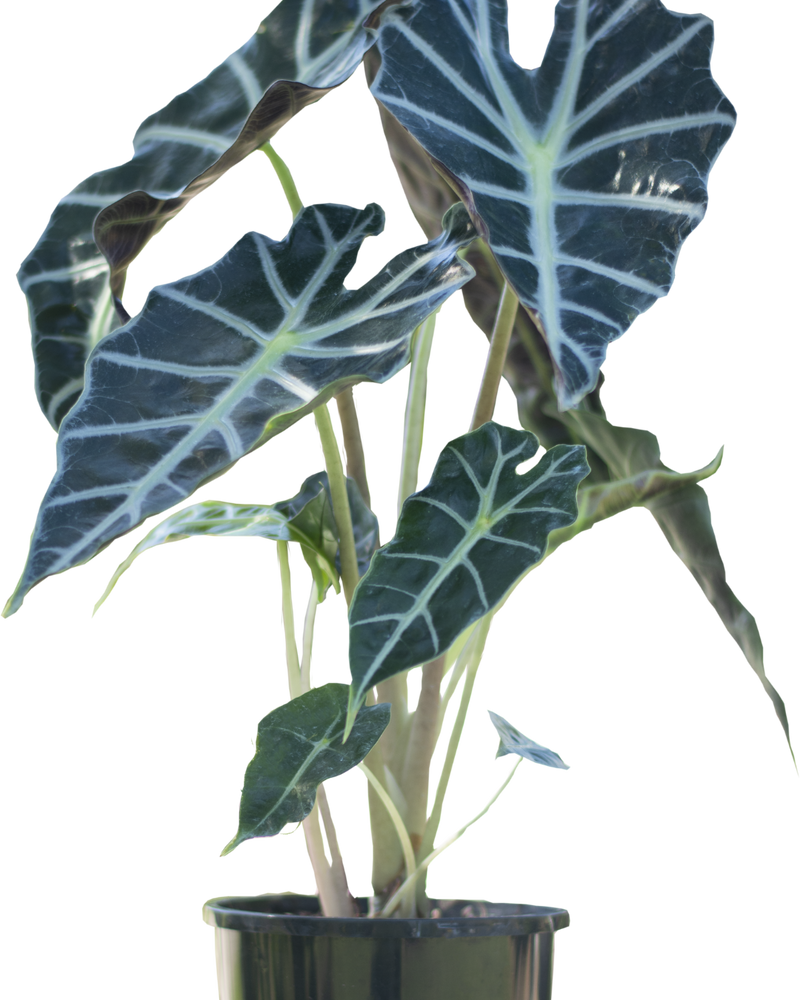 Alocasia Amazonica