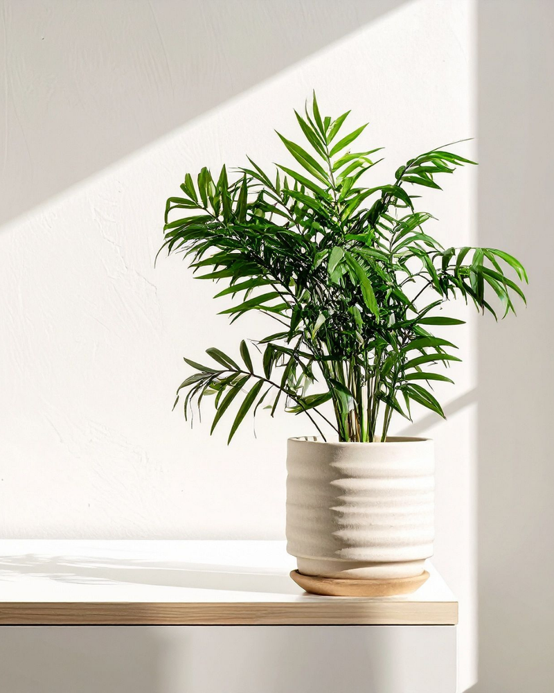 Areca (Palmier d'intérieur)