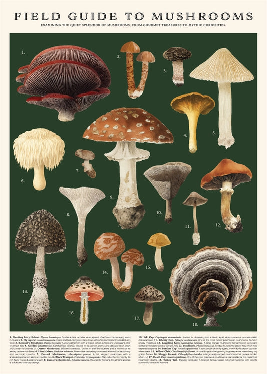 Puzzle champignons pour apprendre l'anglais !