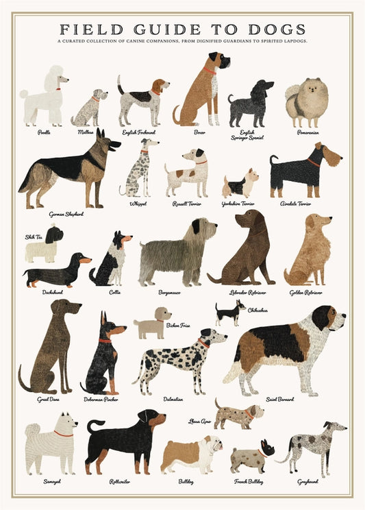 Puzzle races de chien en anglais